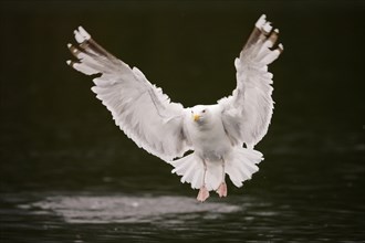 Herring Gull (Larus argentatus) flying above water
