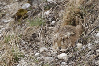 European Hare or Brown Hare (Lepus europaeus) hiding in a shallow depression