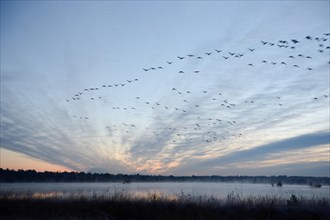 Flock of birds flying over a marsh in the morning