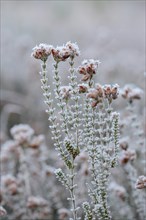 Heather is covered with with hoarfrost