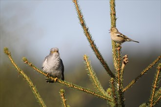 Chaffinch (Fringilla coelebs) being angry with a cuckoo (Cuculus canorus)