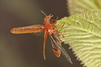 Common Red Soldier Beetle (Rhagonycha fulva) preparing to fly