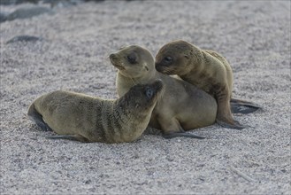 Young Galapagos Sea Lions (Zalophus wollebaeki)