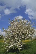 Blossoming Apple Tree (Malus domesticus) on a meadow
