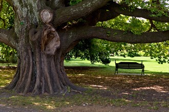A park bench under a huge old elm (Ulmus glabra) in Hagley Park