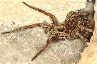 European Wolf Spider or False Tarantula (Hogna radiata) with spiderlings on its abdomen