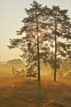 Rural morning mood with a French farmhouse in the late summer early morning fog