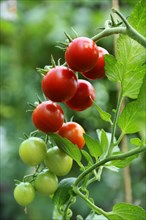 Ripe and unripe tomatoes (Solanum lycopersicum) on a panicle