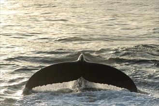 Fluke of a diving Humpback Whale (Megaptera novaeangliae)