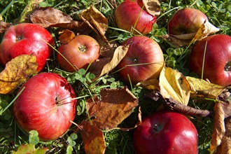 Red apples lying on grass