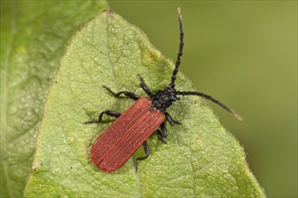Beetle species (Platycnis minutus)