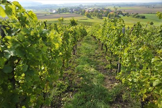 Vineyards with view of Altmannsdorf