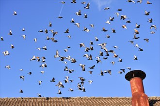 Flock of Pigeons (Columbidae) in flight