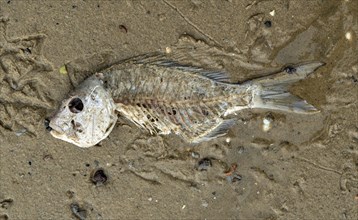 Skeleton of a dead fish on the beach