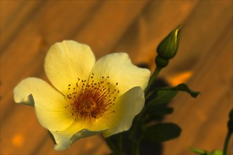 Garden Rose Spring Gold (Rosa pimpinellifolia var. hispida x Joanna Hill)