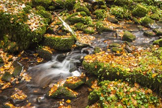 Monbach stream in autumn