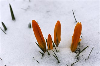 Orange crocus flowers (Crocus) in the snow