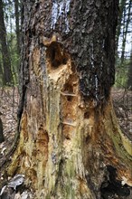 Woodpecker holes in a Spruce (Picea abies)
