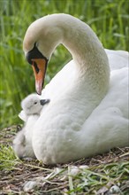 Mute Swan (Cygnus olor) on the nest with cygnet