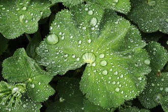 Leaves of a Lady's Mantle (Alchemilla) with water drops