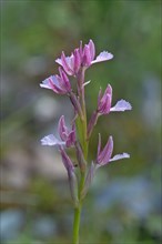 Butterfly Orchid (Orchis papilionacea)