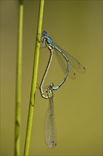 Azure Damselflies (Coenagrion puella) mating