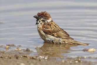 Tree Sparrow (Passer montanus) bathing in a puddle
