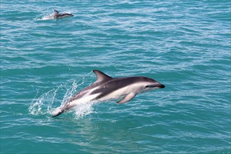 Hector's Dolphin (Cephalorhynchus hectori) jumping out of the water