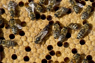 Honey bees (Apis sp.) on a honeycomb