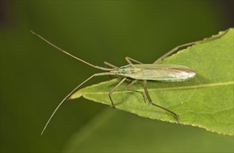 Long Thin Plant Bug (Megaloceroea recticornis) sitting on a leaf