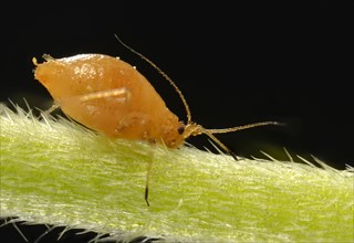 Young Aphid (Aphidoidea) on the flower stem of a Daisy (Bellis perennis)