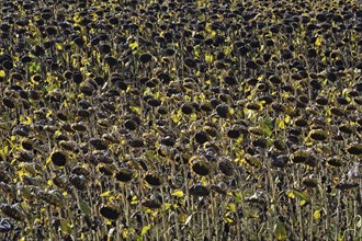 Withered field of Sunflowers (Helianthus annuus)