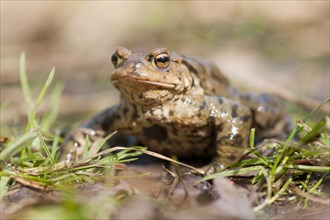 Common Toad or European Toad (Bufo bufo) on grass