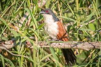 Burchell's coucal (Centropus burchellii) sits on a branch between reeds