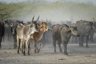 Herd of cows and Asian water buffalos in dusty area