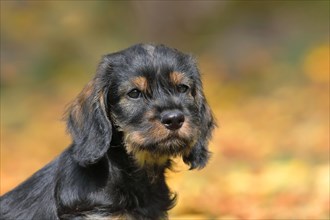 Wire-haired Dachshund (Canis lupus familiaris) Puppy