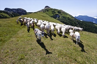 Flock of sheep in front of Cornet Mountain and Dos d'Abramo Mountain