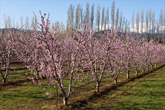 Blossoming Peach (Prunus persica) trees on a plantation