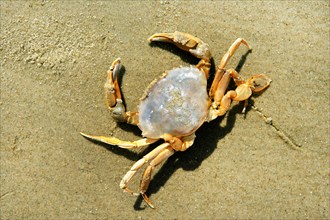 Shore Crab