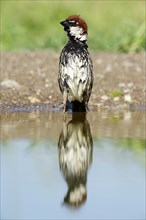 Spanish Sparrow or Willow Sparrow (Passer hispaniolensis) with its reflection in the water