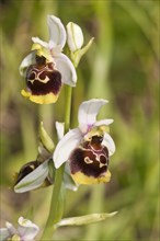 Late Spider-orchid (Ophrys holoserica)