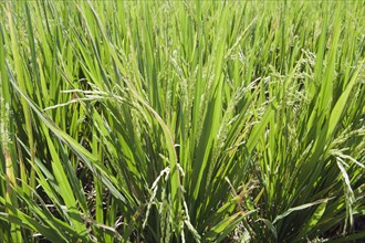 Rice plants (Oryza sativa) growing in a rice paddy