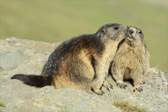 Two Alpine Marmots (Marmota marmota)