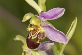 Bee Orchid (Ophrys apivera)