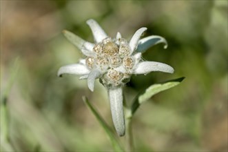 Edelweiss (Leontopodium alpinum Cass.)