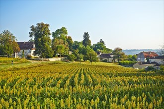 Corn field in front of a village