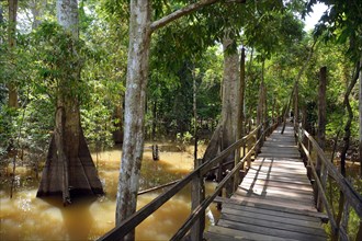 Boardwalk in the flooded forests of Varzea