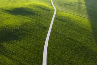 Road through meadow in the morning light