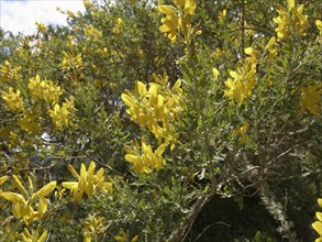 Teline or Canary Islands' Broom (Teline stenopetala ssp. pauciovulata)