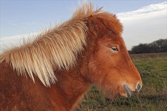 Iceland Horse